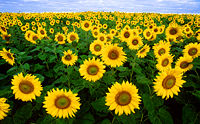 200px-Sunflowers.jpg 200124 16K