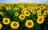 200px-Sunflowers.jpg 200×124 16K 200px-Sunflowers.jpg 200×124 16K