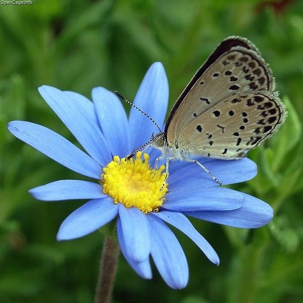 600px-Pseudozizeeria_maha.jpg 600×600 91K 600px-Pseudozizeeria_maha.jpg 600×600 91K