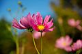 120px-Cosmos4800.jpg 120×80 2K 120px-Cosmos4800.jpg 120×80 2K