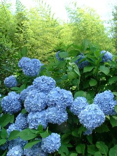 grp0524152527.jpg 240×320 33K grp0524152527.jpg 240×320 33K