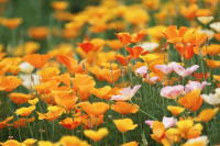 tulip01.jpg 200×133 9K tulip01.jpg 200×133 9K