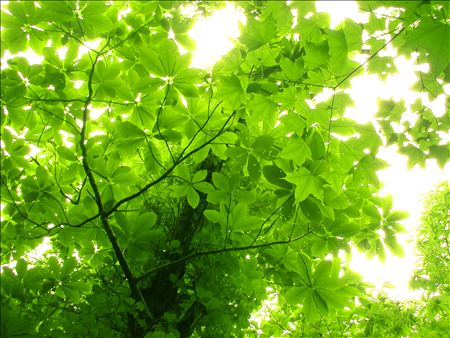 1119969.jpg 450×338 46K 1119969.jpg 450×338 46K
