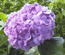 ajisai3_3.jpg 250×211 16K ajisai3_3.jpg 250×211 16K