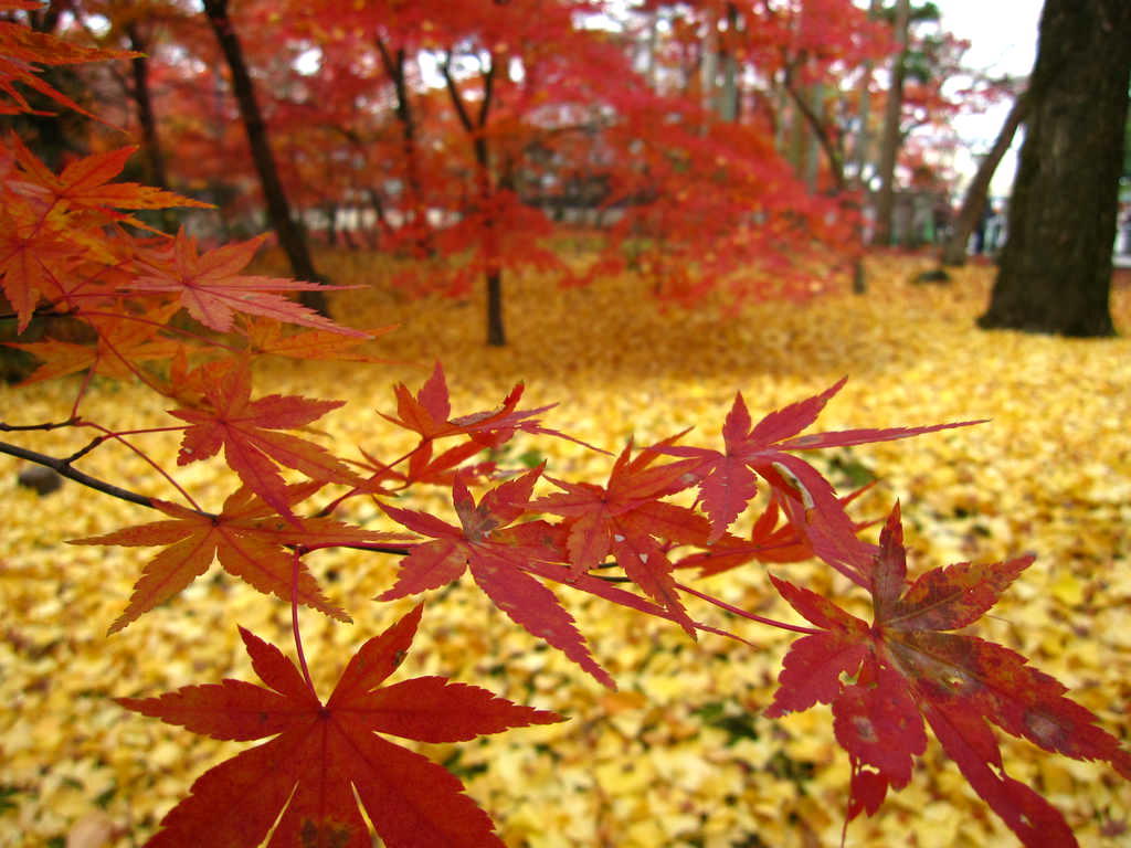 momizi.jpg 1024×768 112K momizi.jpg 1024×768 112K