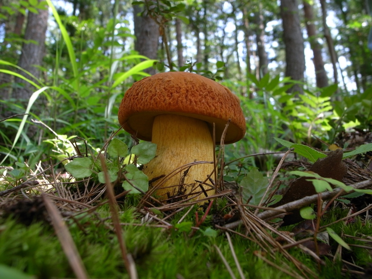 R0019644.jpg 1280¡ß960 347K R0019644.jpg 1280¡ß960 347K