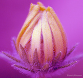 image.jpg 170×160 18K image.jpg 170×160 18K