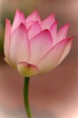 yjimageCAQV99NC.jpg 113×170 4K yjimageCAQV99NC.jpg 113×170 4K